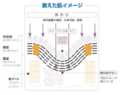 衰えた肌のイメージ図
