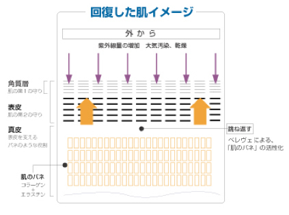 回復した肌のイメージ図